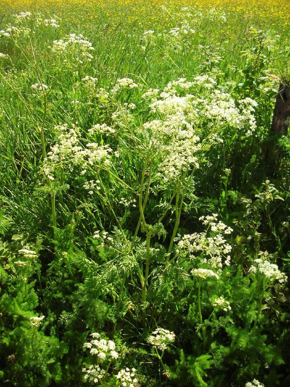Finocchiella 12