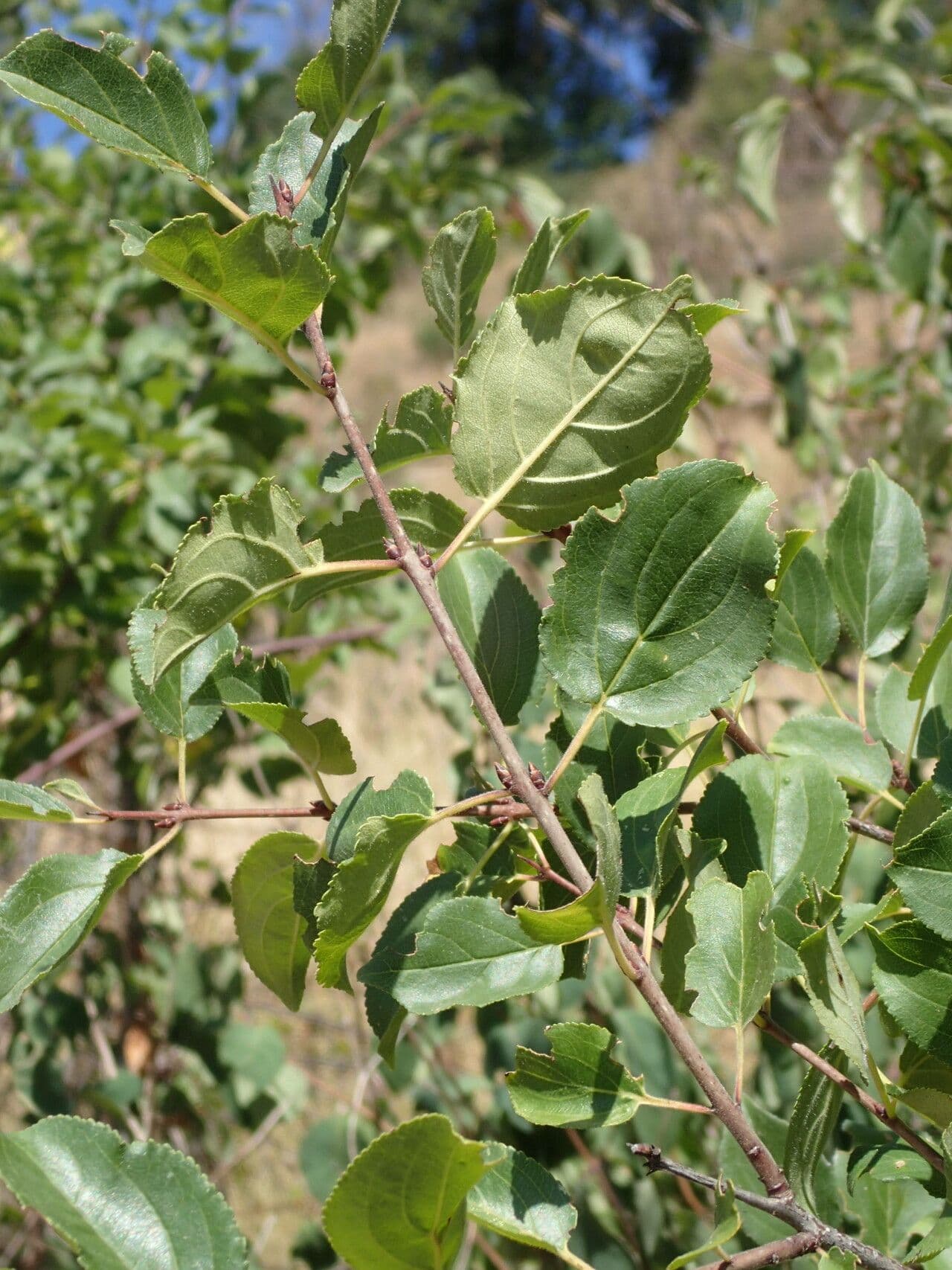 Espino cerval 27