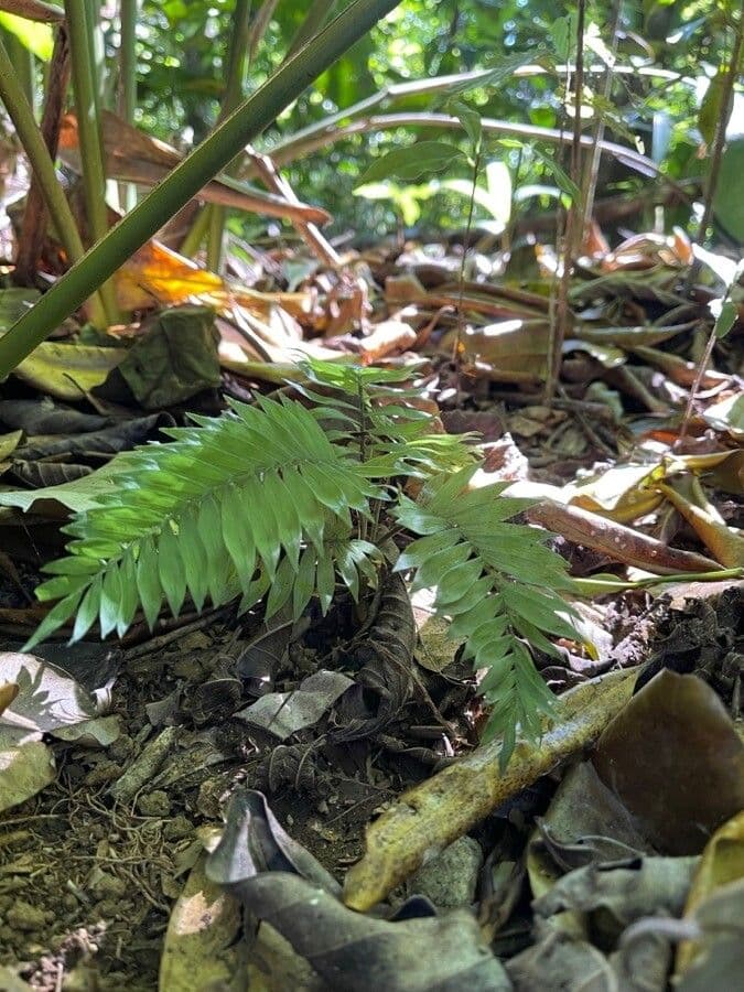 Chamaedorea stenocarpa