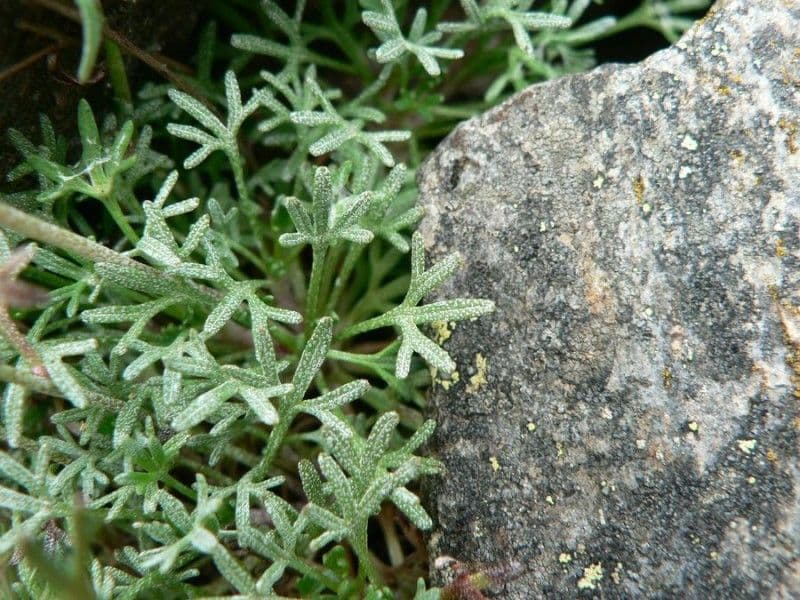 Sassifraga 14