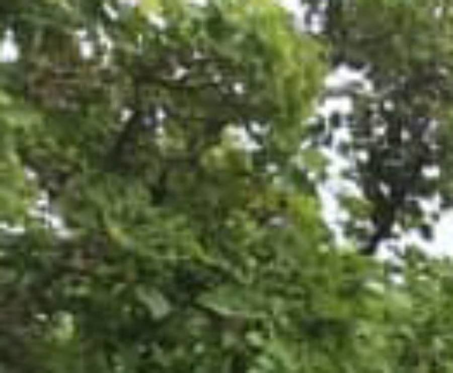 Machete 9