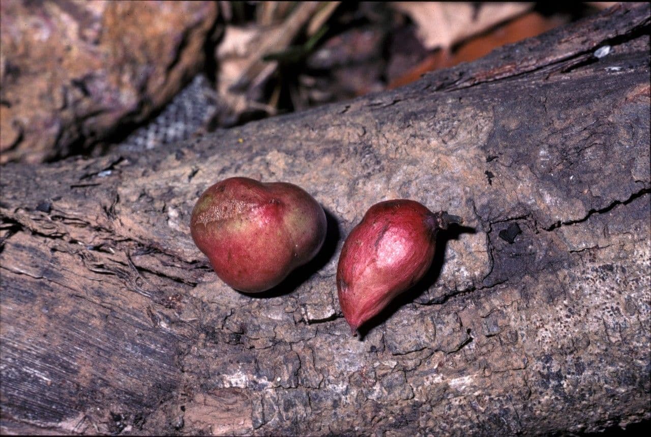 Protium heptaphyllum 3