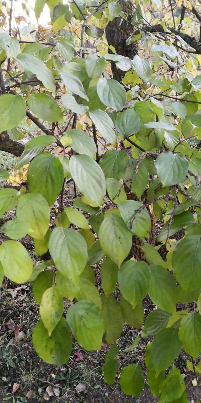 Cornus di Walter 5
