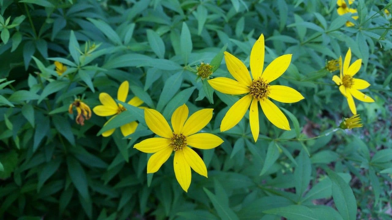 Coreopsis mayor 9