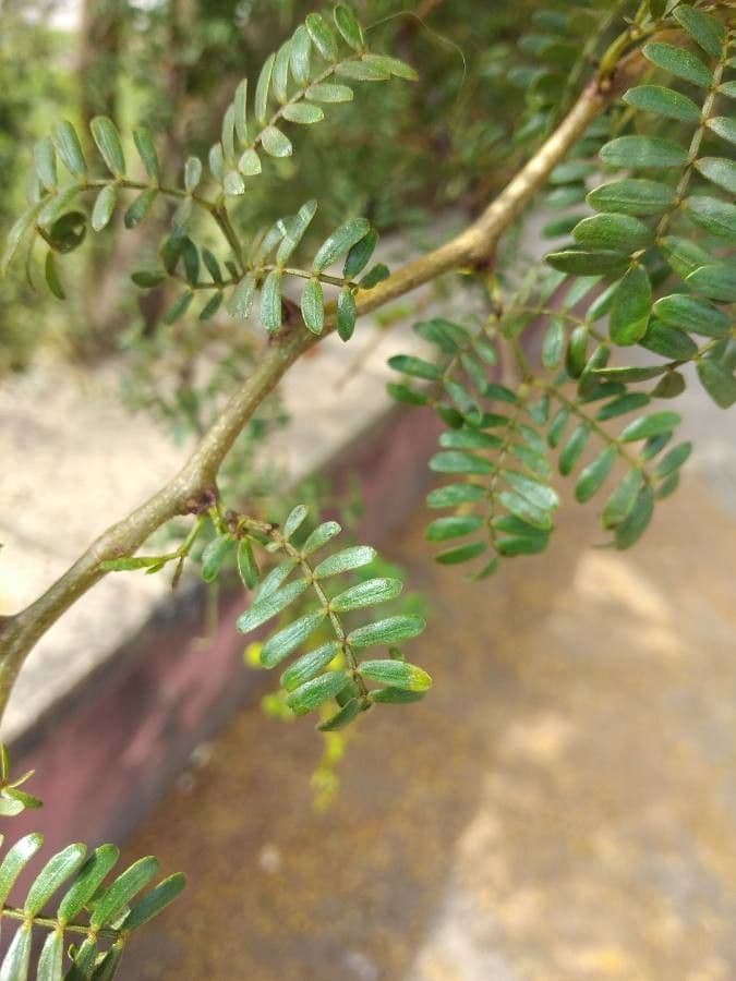 Acacia seyal 4