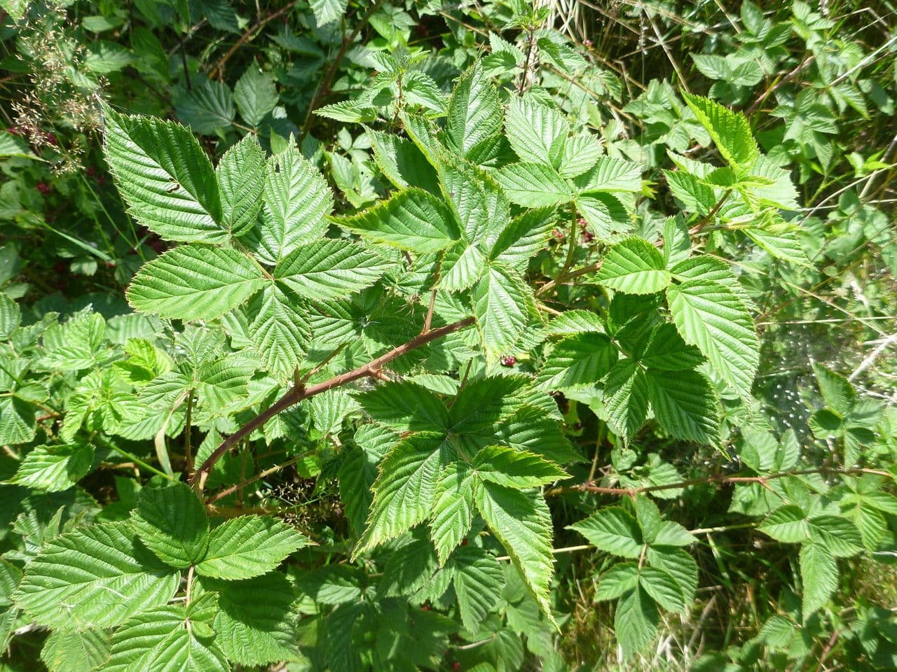 Rote Brombeere 10