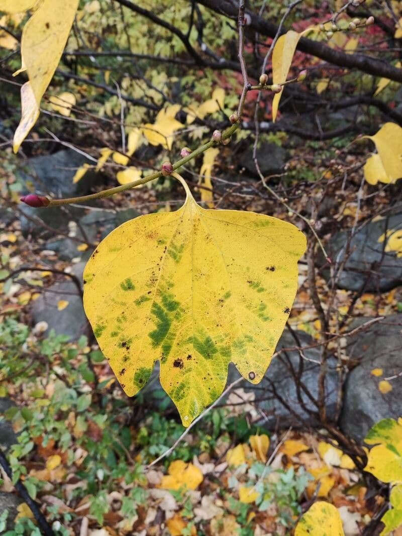 Lindera obtusiloba 6