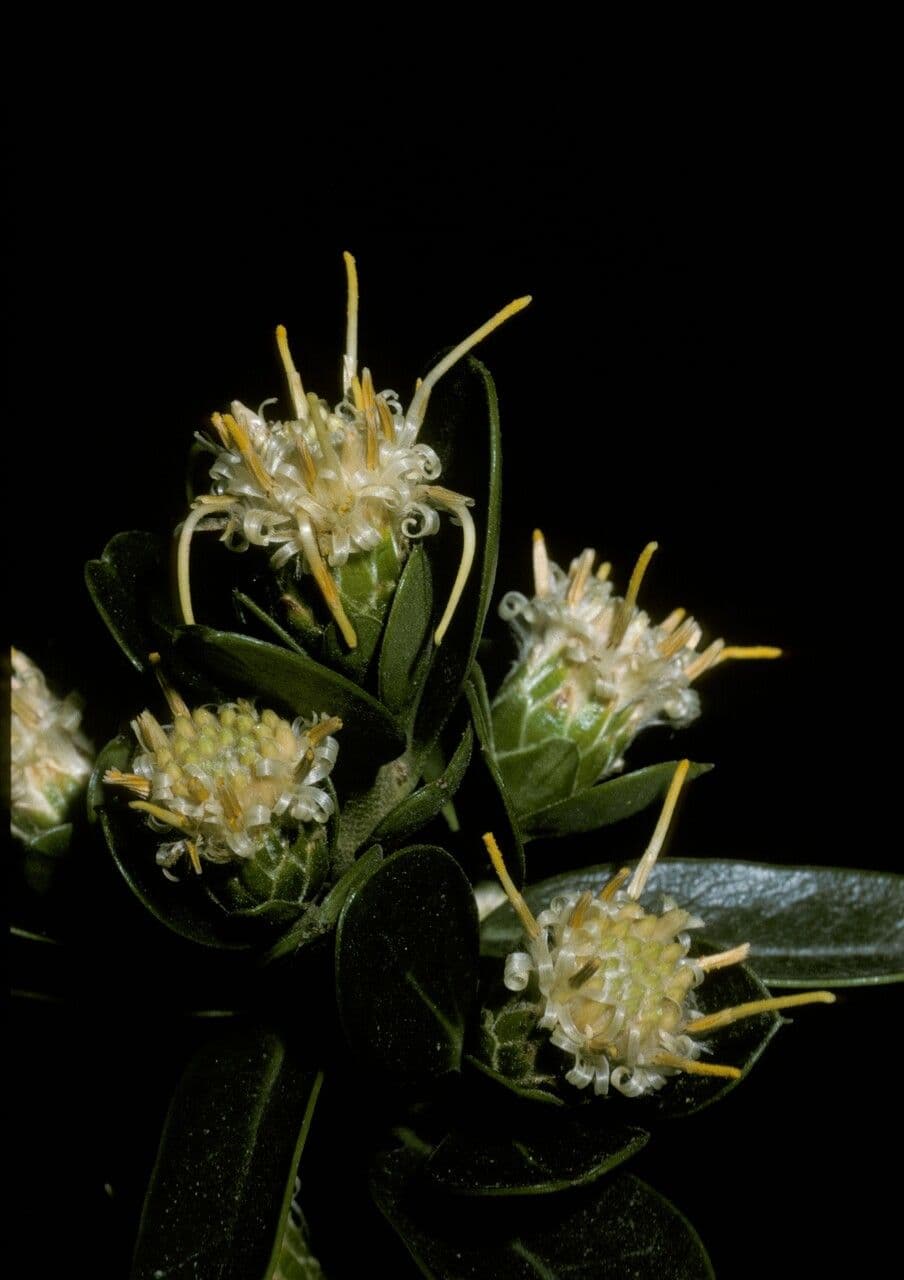 Archidasyphyllum