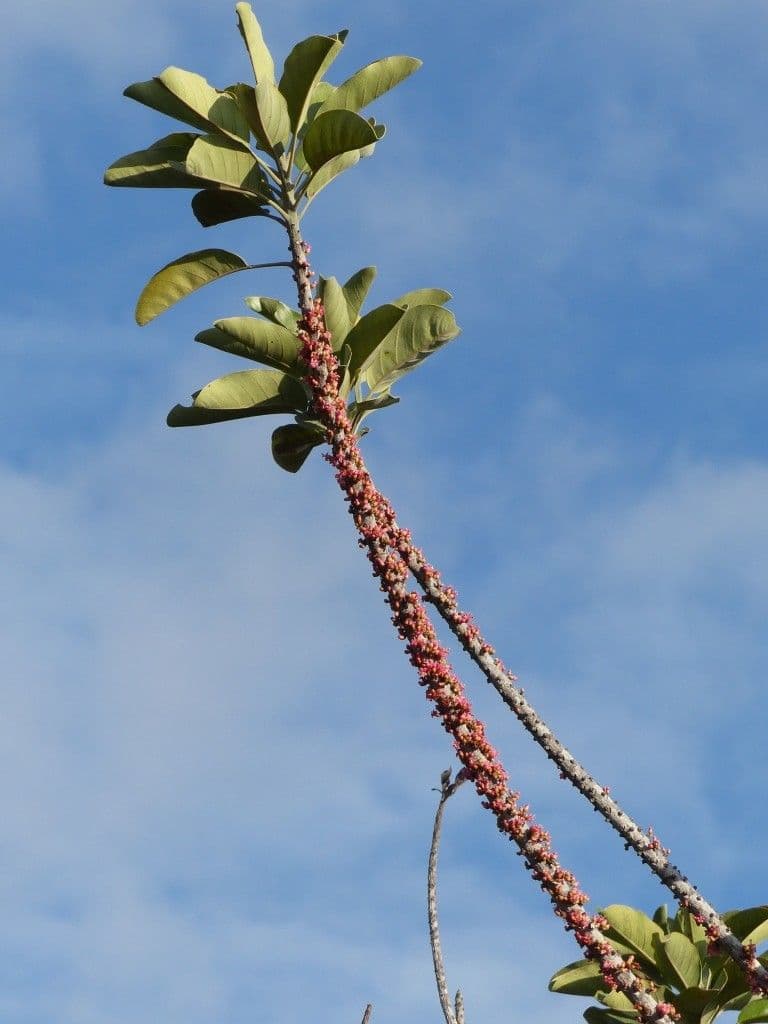 Blanchons Pycnandra 10