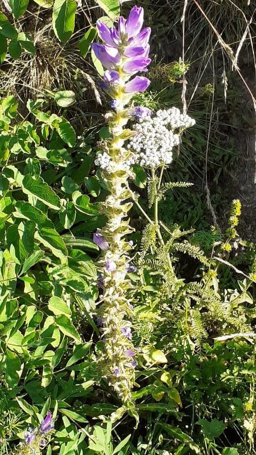 Campanula spigata 25