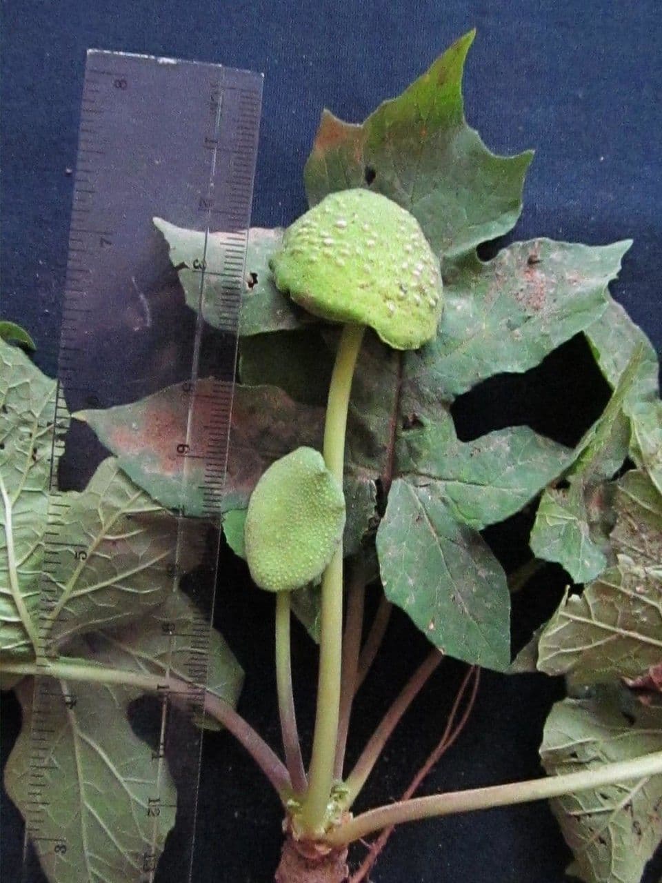 Dorstenia 7
