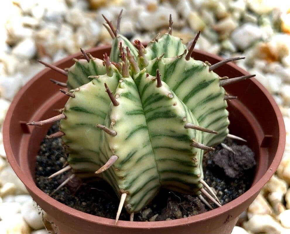Melonensporn 10
