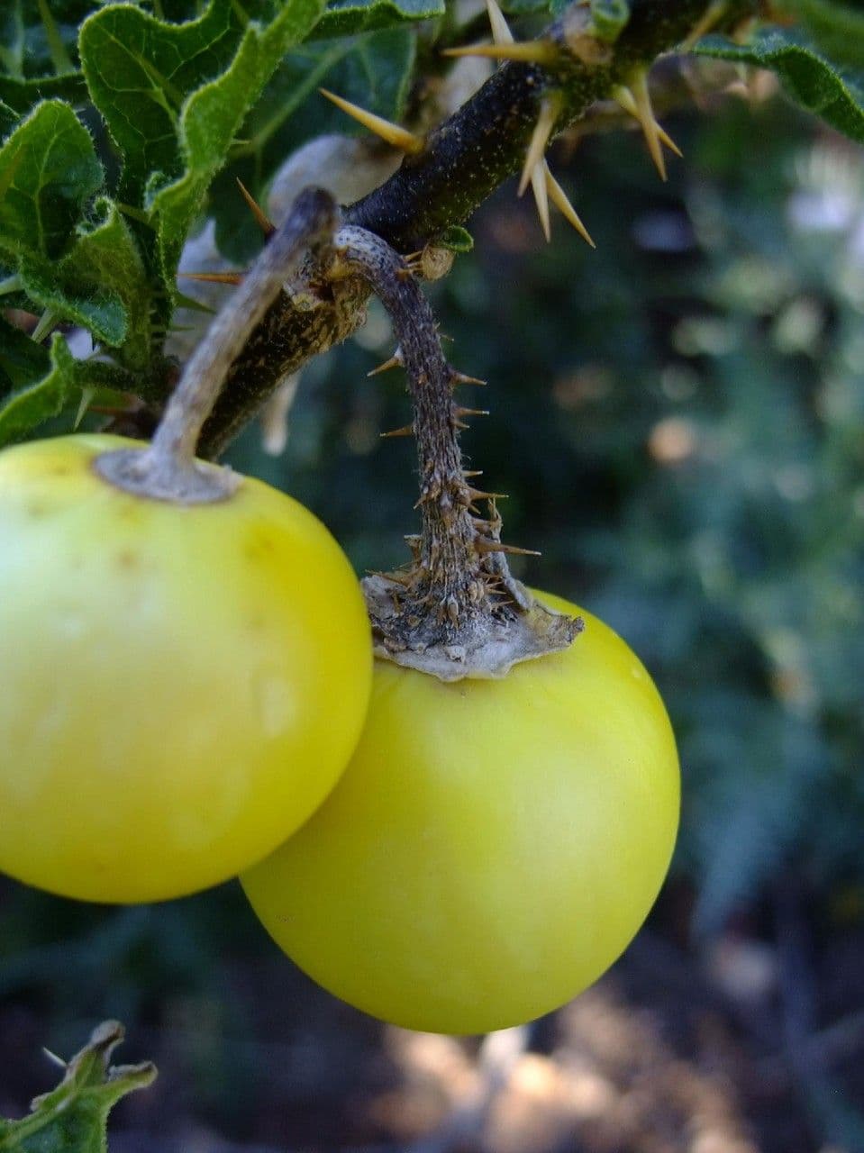 Solanum 5
