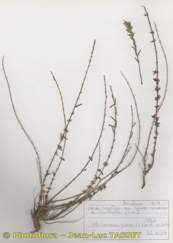 Micromeria greca 20