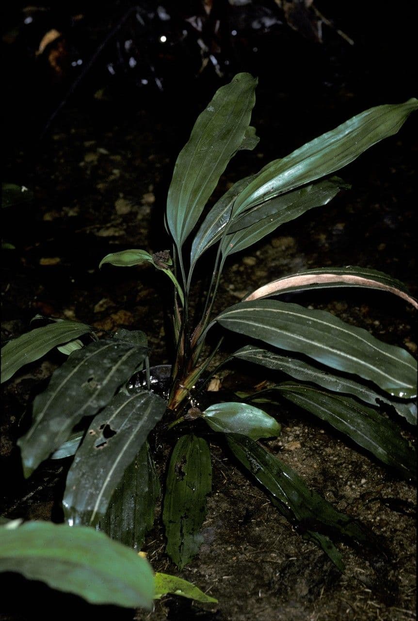 Mapania