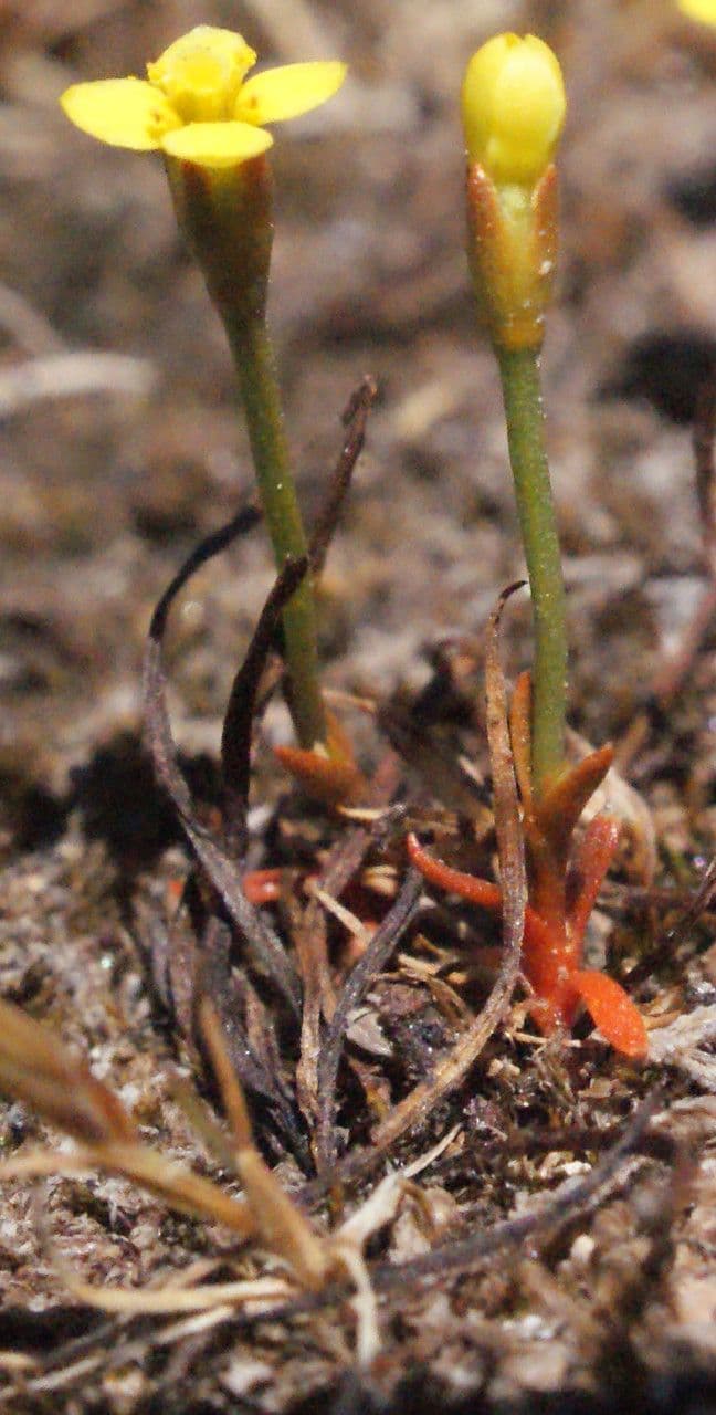 Cicendia filiformis 15