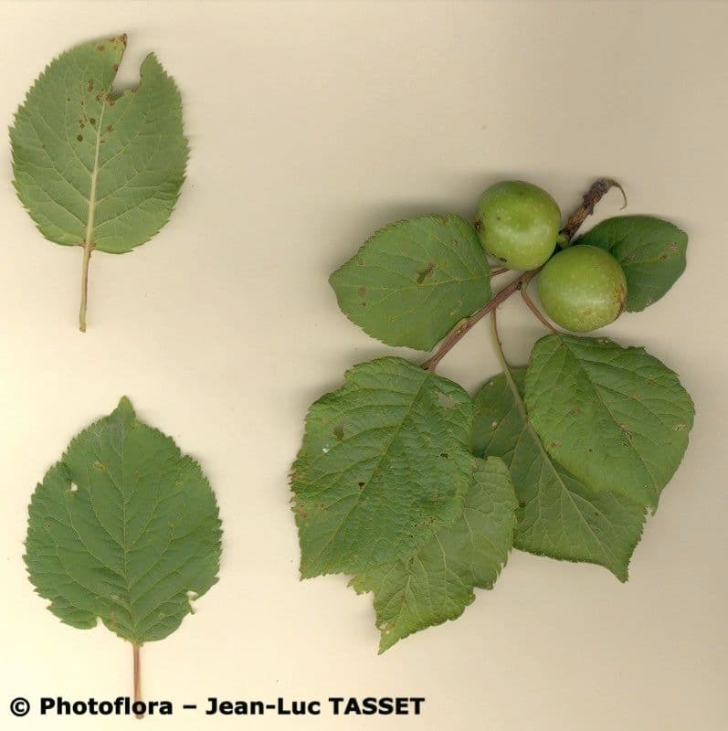 Susino brigantino 24