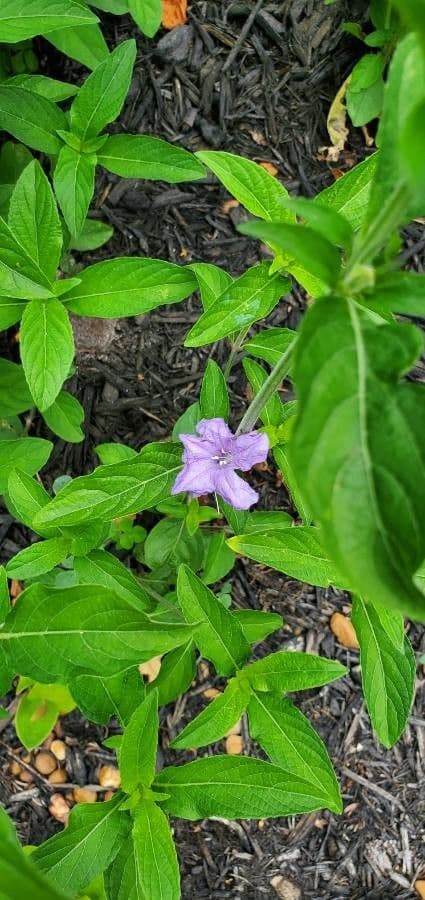 Ruellia