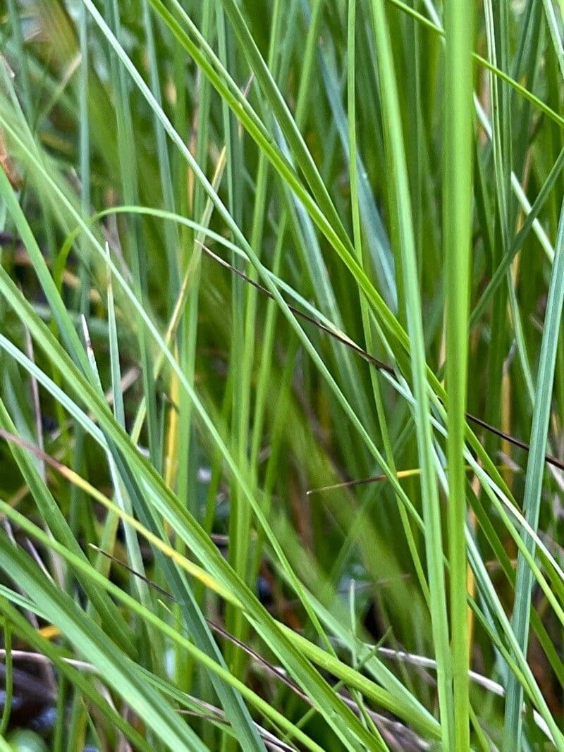 Carice stellata 20