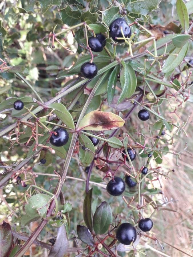 Wild madder 4