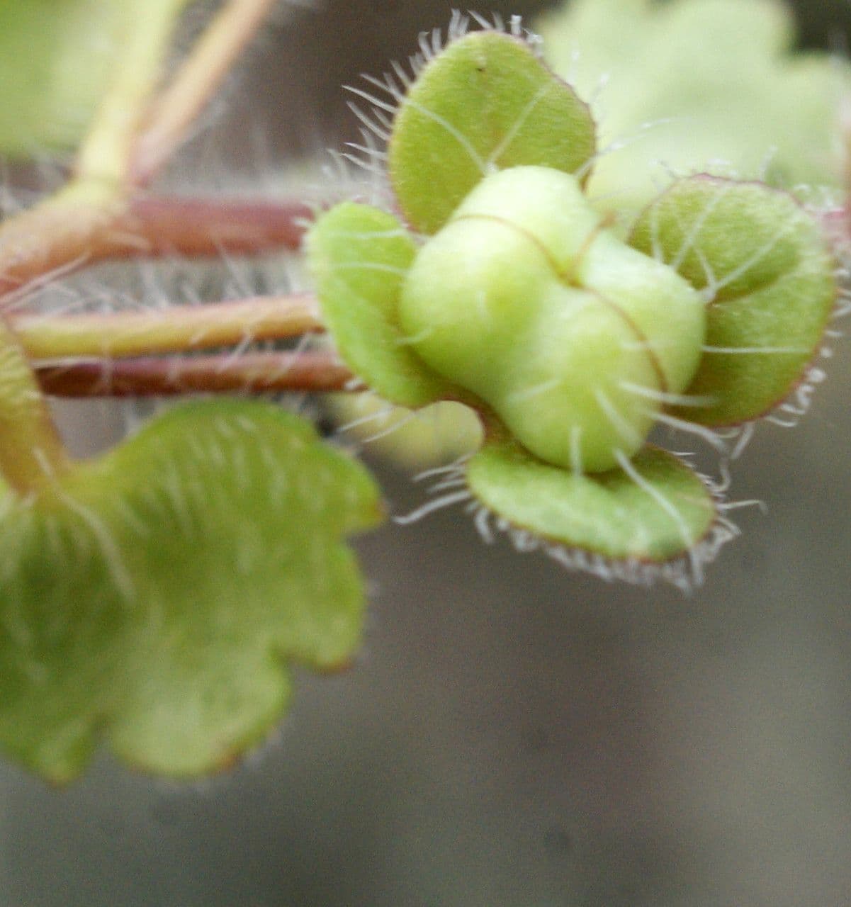 Veronica cymbalaria 2