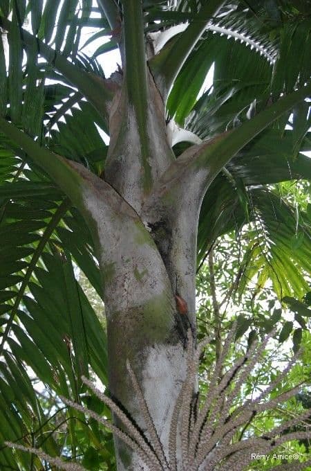 Burretiokentia 12