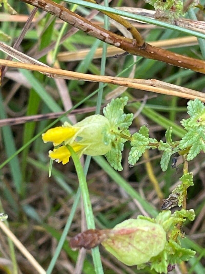 Petit rhinanthe 17
