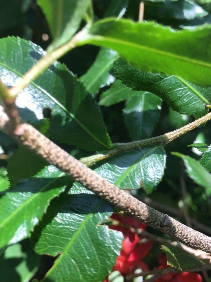Ochna serrulata 22