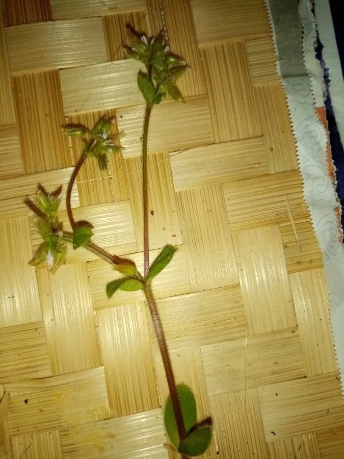 Peverina a cinque stami 17