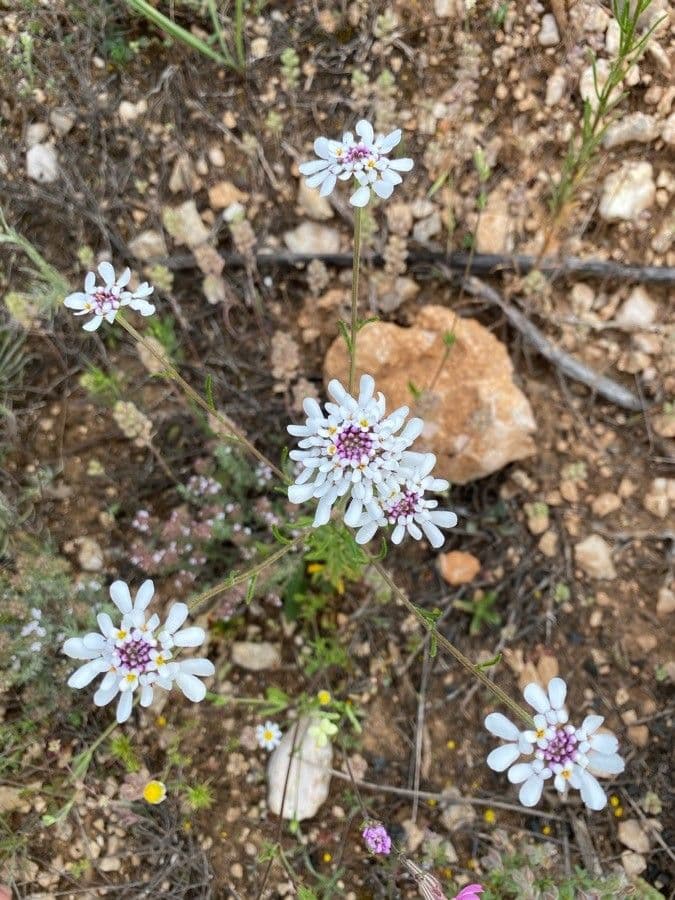 Iberis pinnata 7