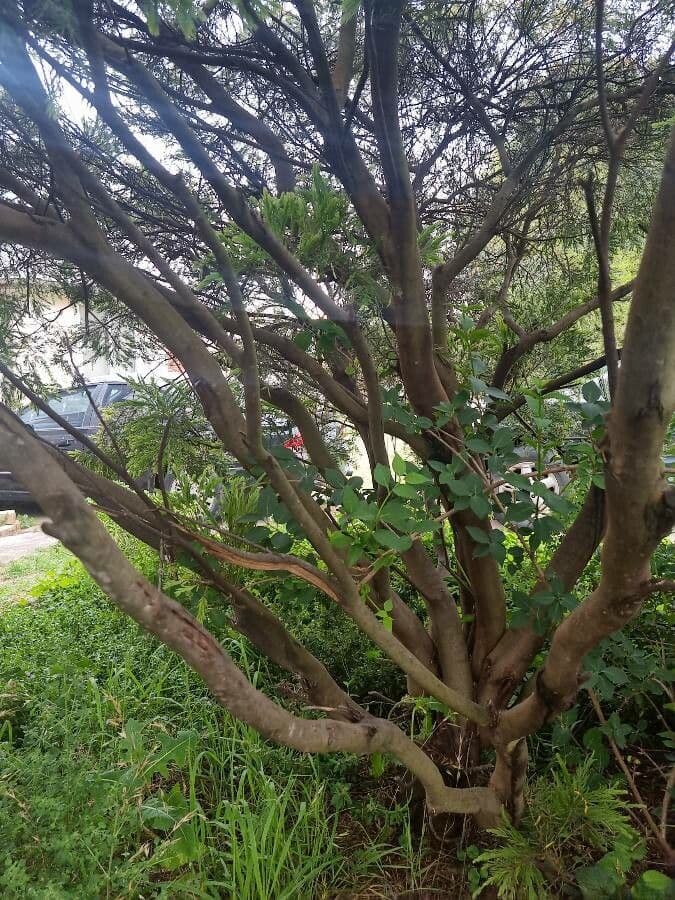 Melaleuca ericifolia 10