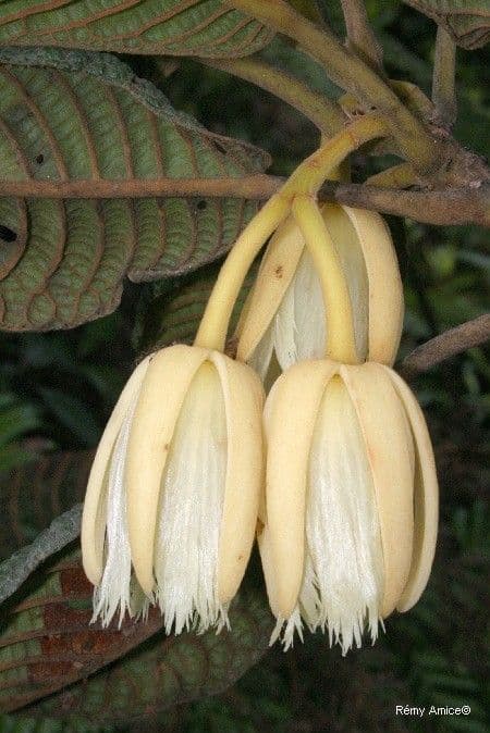 Elaeocarpus 6