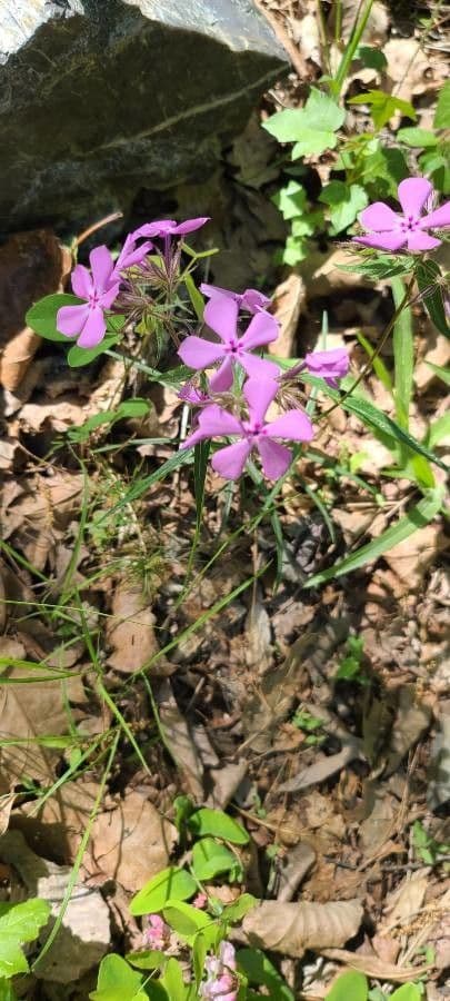 Zottiger Phlox 4