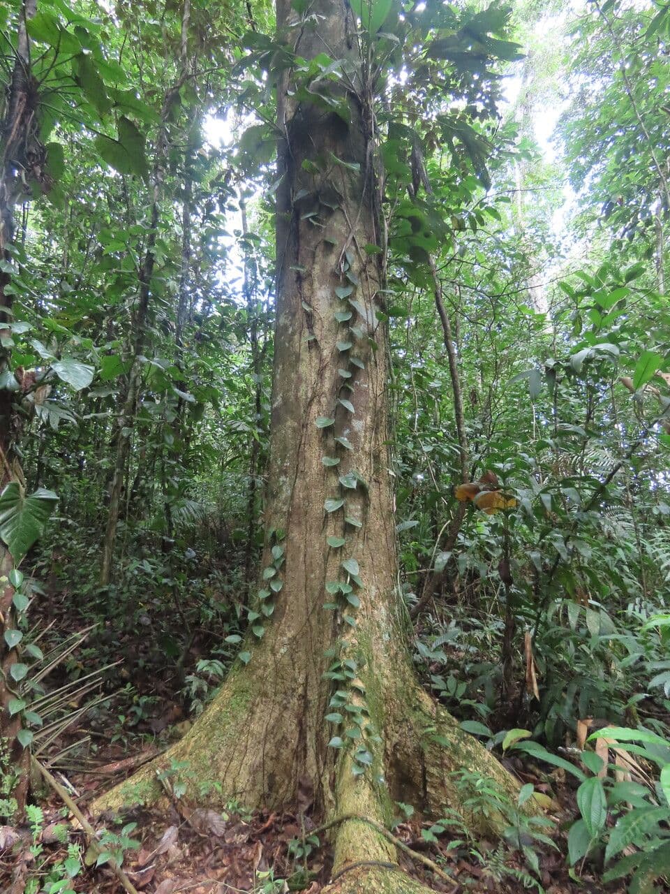 Enterolobium 3
