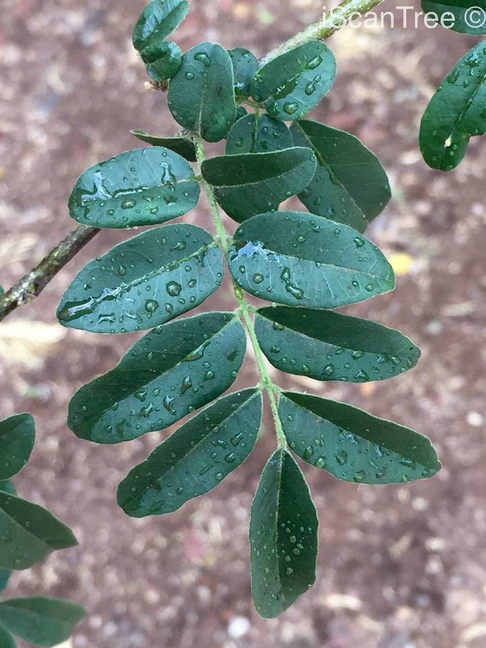 Xanthocercis 8