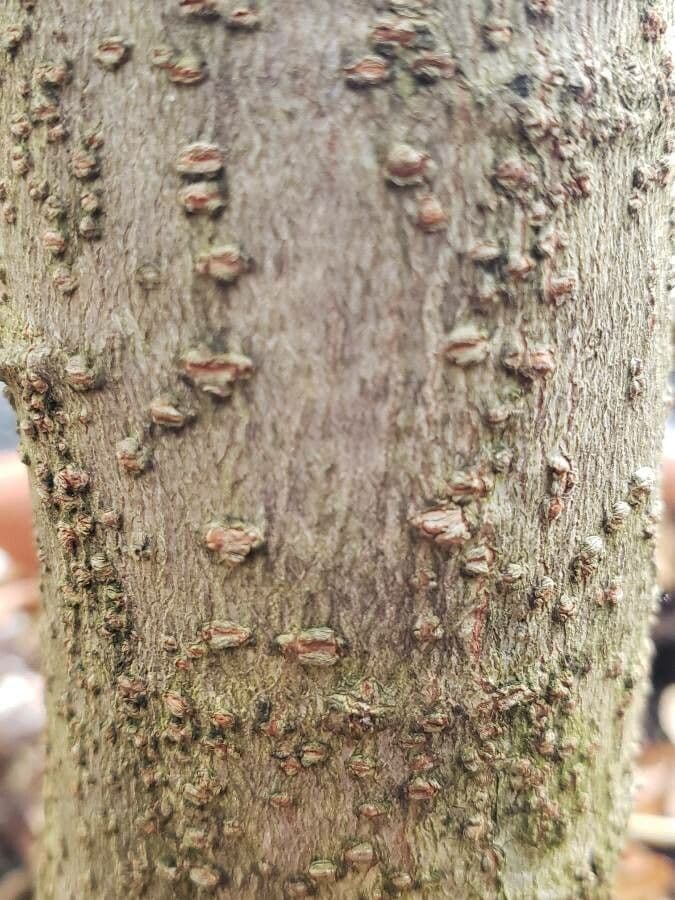 Peltophorum africano 21