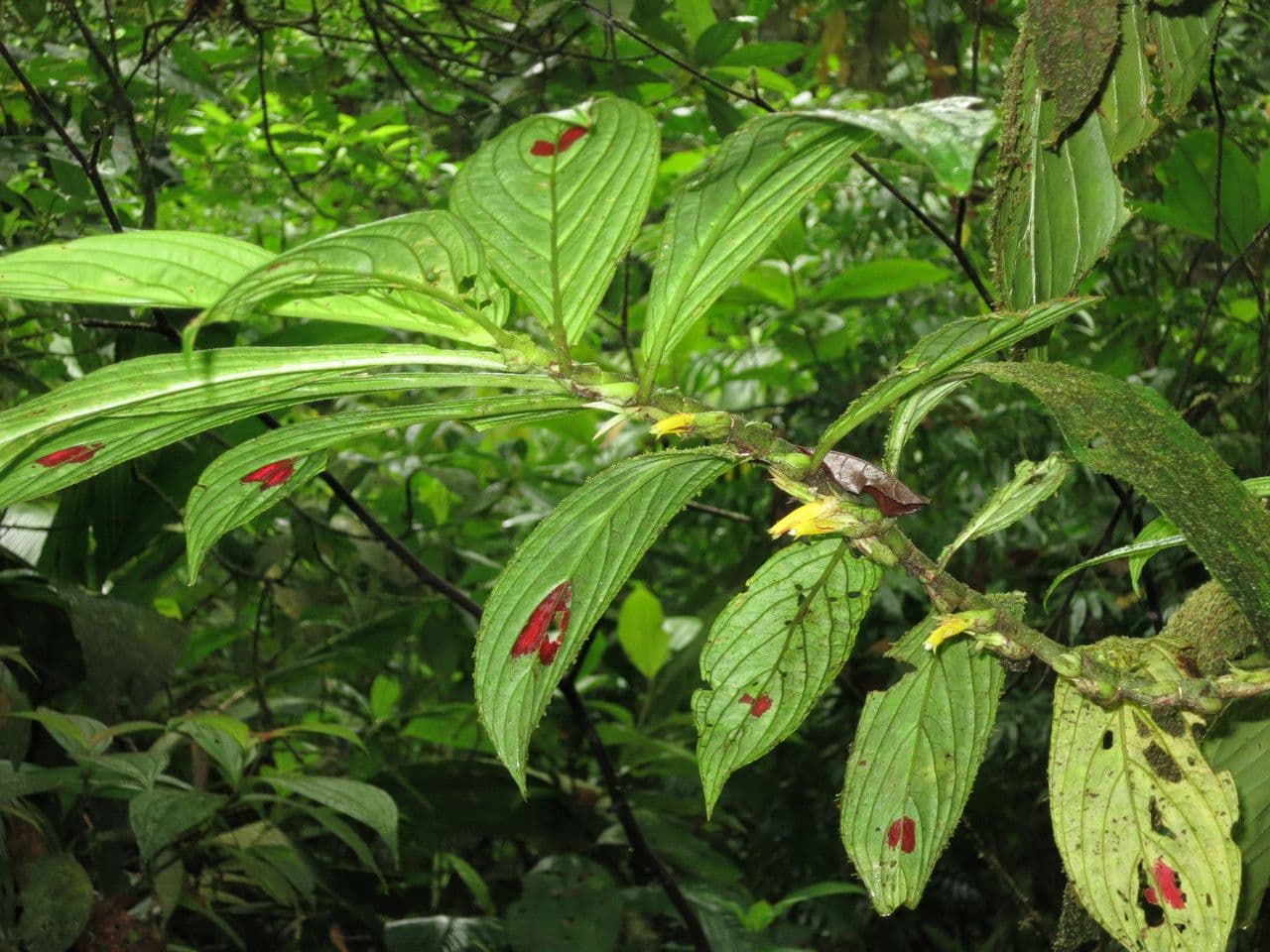 Columnea 18