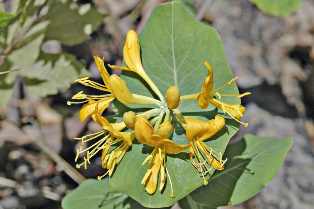 Caprifoglio giallo