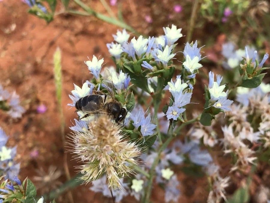 Limonium lobatum 3