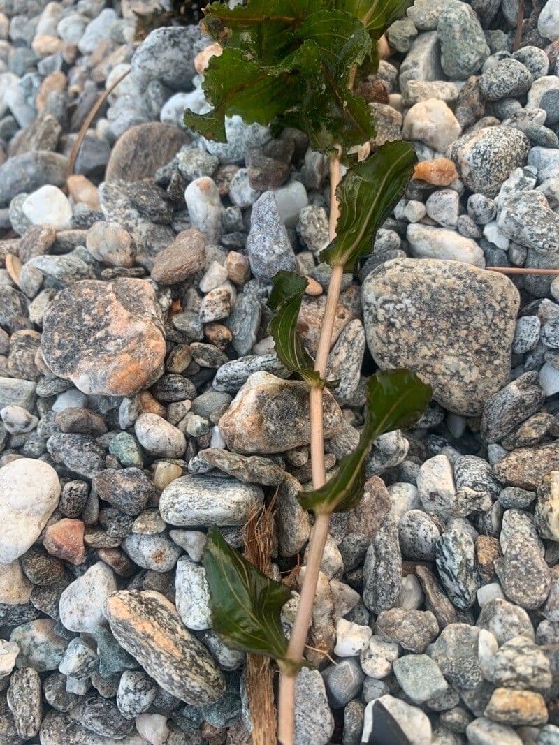 Brasca perfoliata 15