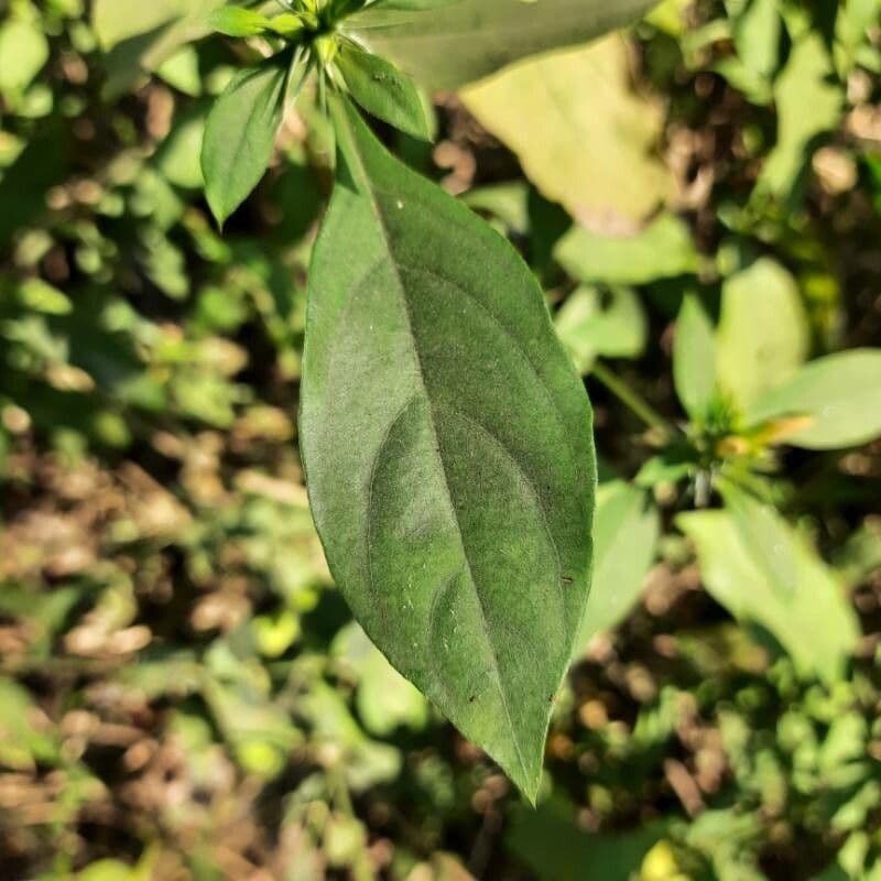 Barleria spinosa 12