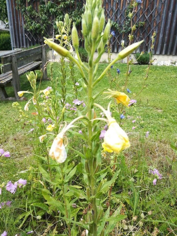 Hairy evening primrose 17