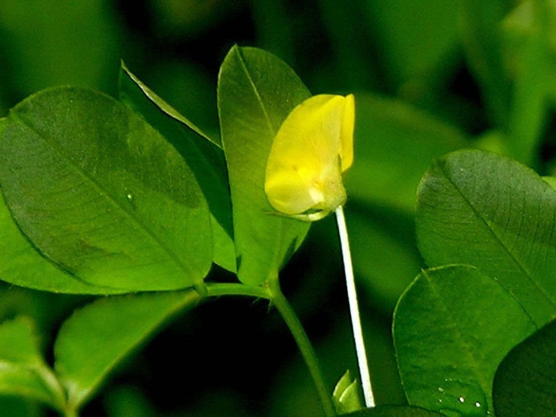 Arachis pintoi