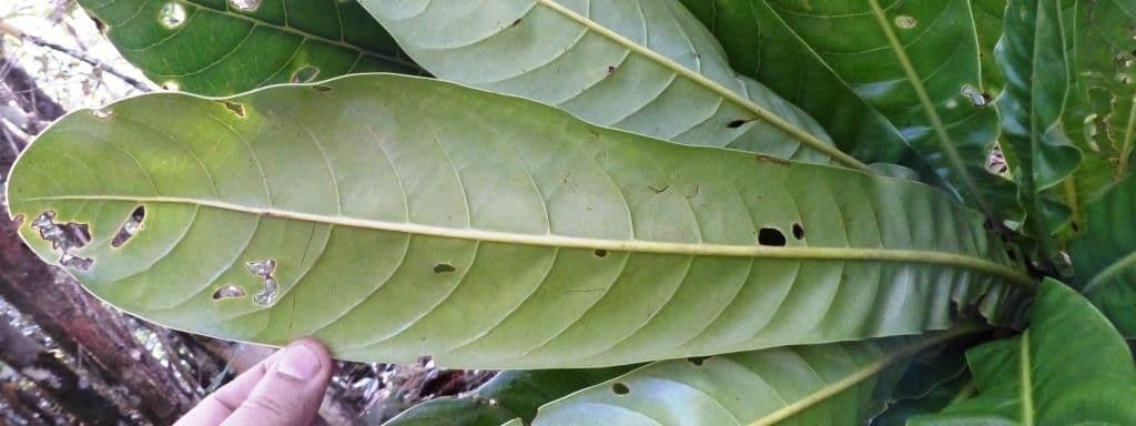 Pycnandra 10