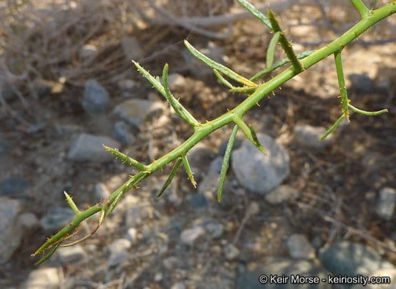 Psorothamnus schottii 17