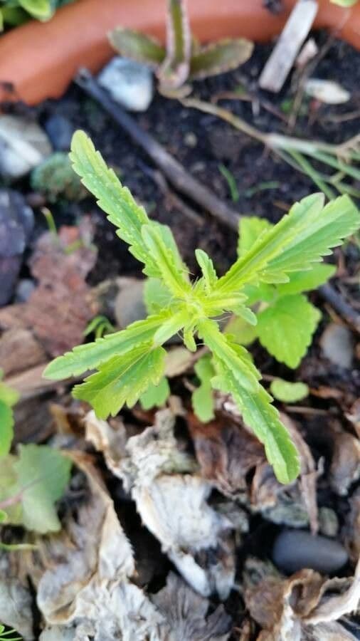 Dracocéphale de Moldavie 18