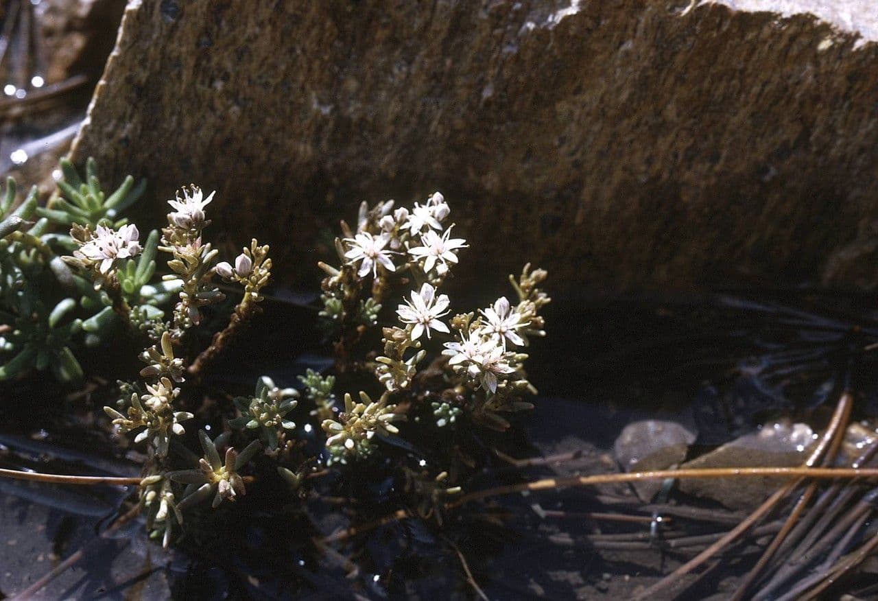 Sedum di Cockerell