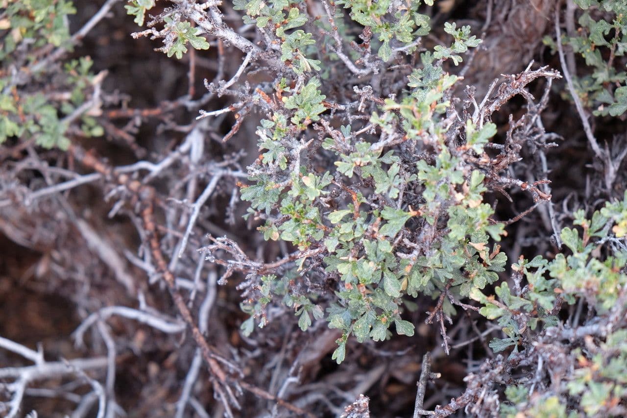 Purshia tridentata 22