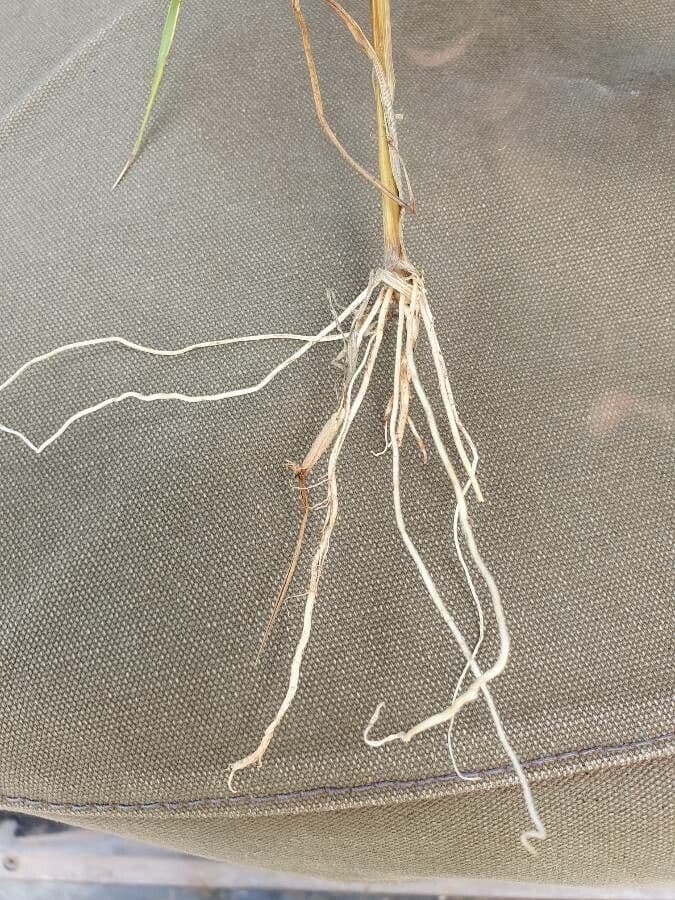 Urochloa 8