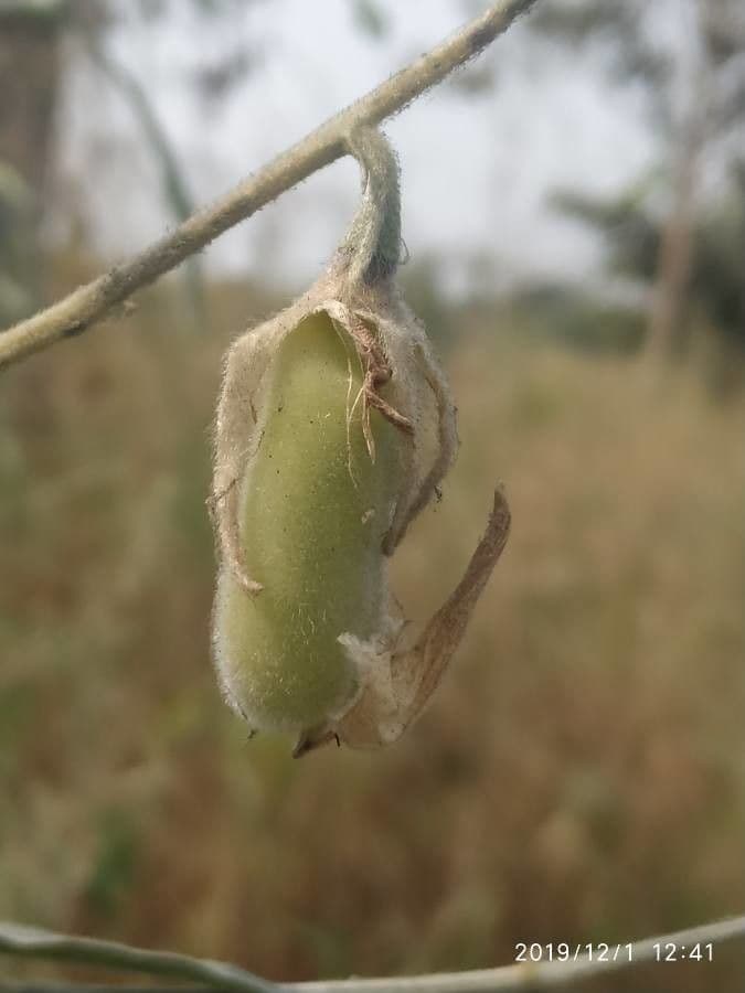 Crotalaria juncea 4
